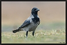 Bonte Kraai, Hooded Crow, Corvus cornix Location: Hungary bonte kraai D2 7610 kopie